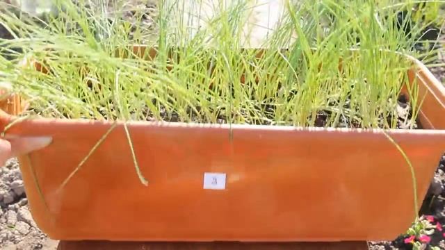 Советы по выращиванию рассады лука-порея смотреть онлайн