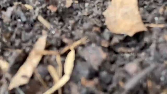 VACUUM BUG HUNT for KIDS!! STINK BUG, Spider, COCKROACH, Roly Poly, CENTIPEDE, Beetle, SNAIL & More смотреть онлайн