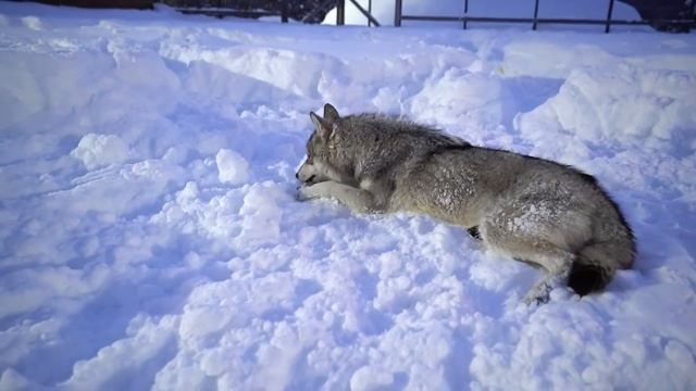 Питбуль напал на Волка. Начало вражды Кими и Луны. Знакомство Графа и Луны. Атака питбуля / Волк смотреть онлайн