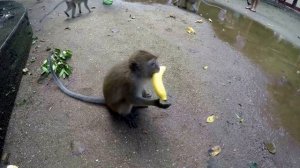 Драка обезьян. ЖЕСТЬ!!!!!!