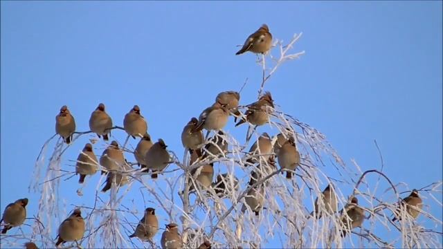 Роскошный иней лёг на крыши смотреть онлайн