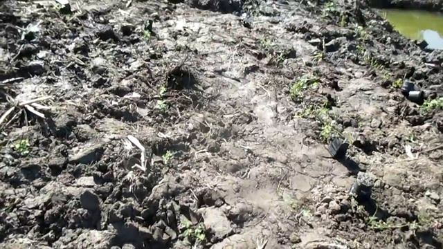 Саджу лохину бруснику та крушину смотреть онлайн
