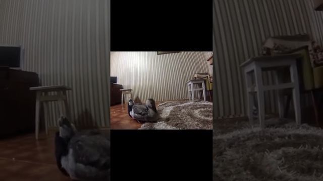 Гусь в Америке и России? смотреть онлайн