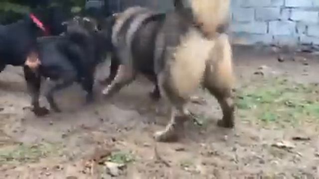 Caucasian Ovcharka Vs Rottweiler