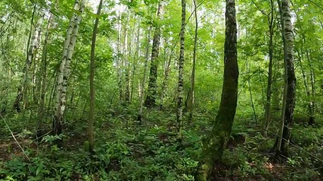 Лисички в Подмосковье 2020 / Тест GoPro 8 Black съемка в лесу смотреть онлайн