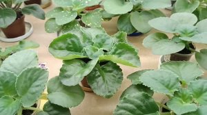 ПОЧЕМУ НЕ ЦВЕТЁТ ФИАЛКА? Разбираем причины.