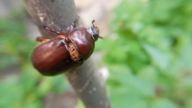 Rhino Beetle (female) смотреть онлайн