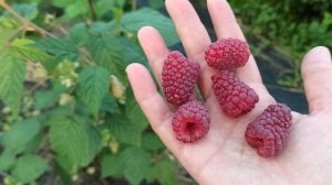 Малиновая гряда - изумительный сорт ремонтантной малины! Омск, 24.08.2021г.