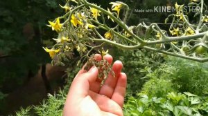 Сумасшедшие помидорки/ Сладкая гроздь