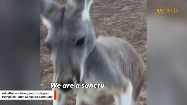 Rescue Kanga-dog Insists On Daily Couch Cuddles With Dad