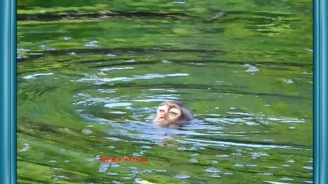 The Pool - Exploited Monkey - Dawn - Part 2 смотреть онлайн