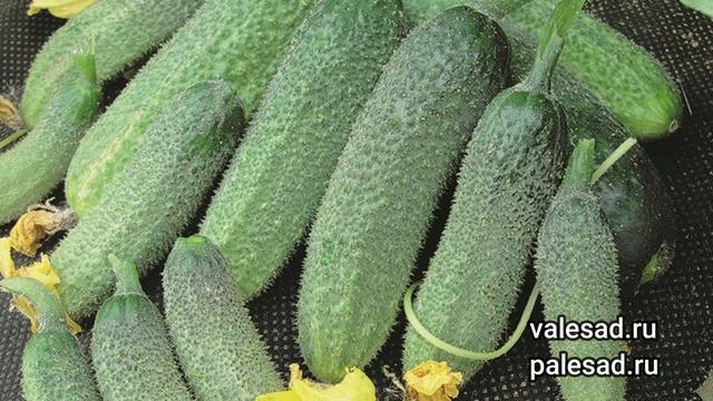 ОГУРЦЫ ДЛЯ ЛЕНИВЫХ! Посадите этот урожайный, неприхотливый сорт! смотреть онлайн