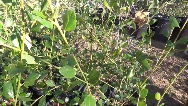 Ceanothus 'Ray Hartman' - 13 Weeks Of CA Natives смотреть онлайн