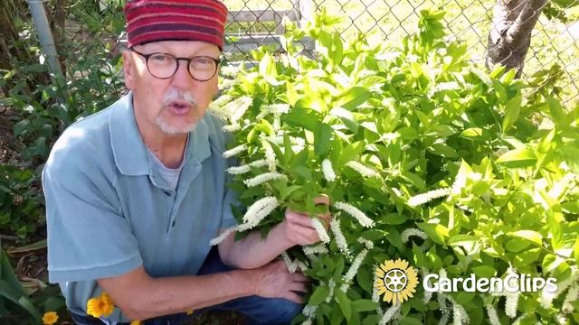 Virginia Sweetspire - Itea Virginica - Fragrance And Autumn Color