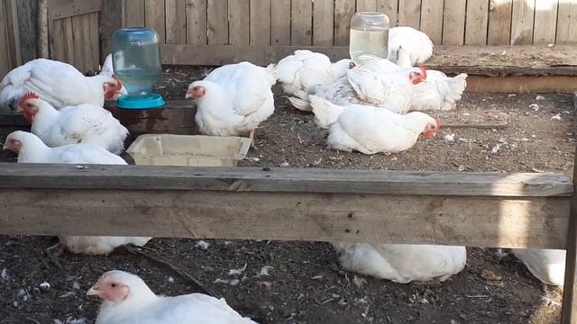 Нашему бройлеру - 50 дней... выращен без пропоик...уличное содержание....