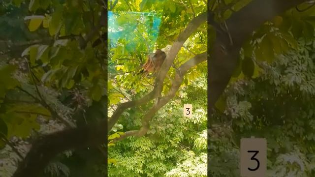 What bird is this?Pigeon? Parrot?Guess? #birds #youtubeshorts #birdwatching #birdsounds #birdlovers смотреть онлайн