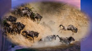 §33 "Учимся с "Полярной звездой" (3), География 7 класс, Полярная звезда