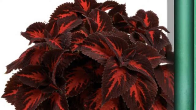 Колеус, Крапивка (Coleus) уход и полив
