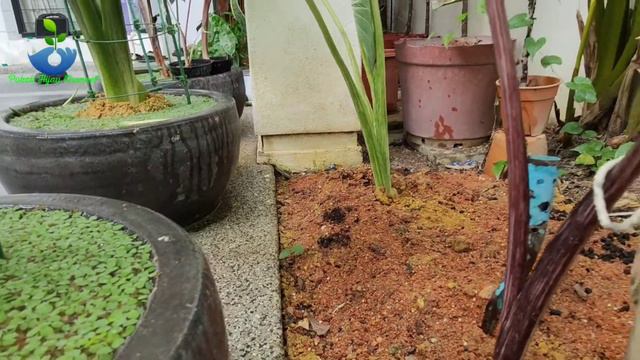 Beza COLOCASIA MIDORI SOUR, LIME GECKO dan MIDORI NEON (Lime Gecko Reverse) смотреть онлайн