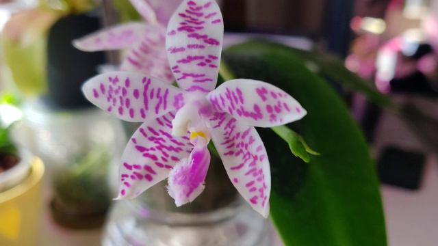 Phal. tetraspis 'Green' x luddemanniana смотреть онлайн