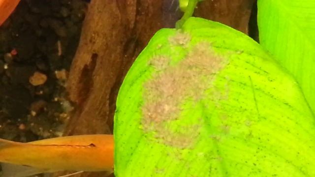 wrigglers 3 смотреть онлайн
