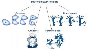 Биология 9 класс. Размножение живых организмов