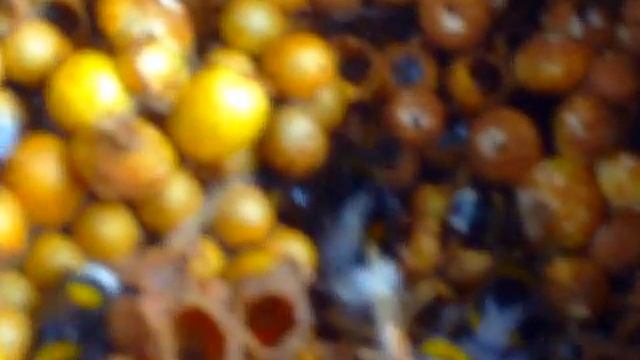 Гнездо Шмелей - Bombus terrestris смотреть онлайн