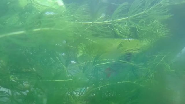 Нерест красных макроподов 2 смотреть онлайн