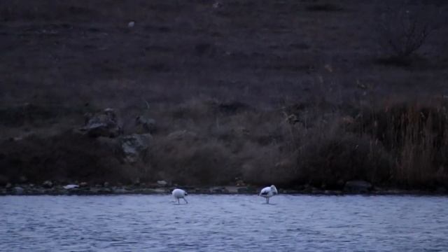 ФЛАМИНГО В КРЫМУ и это НЕ ЦИРК или ЗОО! смотреть онлайн