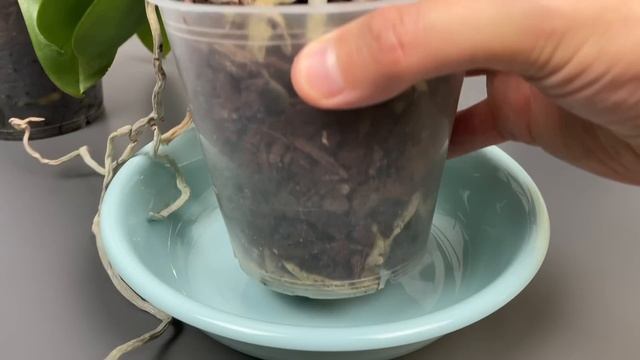Tun Sie dies und Ihre Orchidee wird das ganze Jahr über prächtig blühen! Sehr einfach! смотреть онлайн