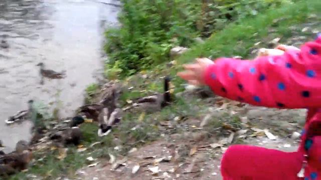 Утки у типографского моста на реке Киржач. смотреть онлайн