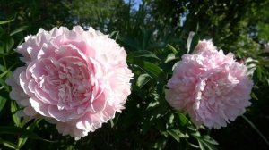 Пион Мари Крусс - Marie Croussе -.  Crousse, 1892, Франция.