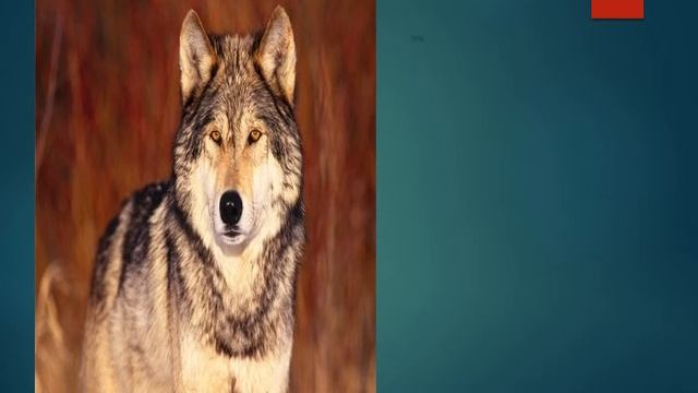 Пушные животные России смотреть онлайн