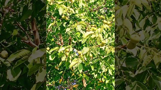впервые увидела как растет грецкий орех в моем городе#тамбов смотреть онлайн