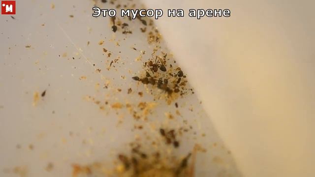 Муравьи Крематогастер шмидти. Тайные кучки. смотреть онлайн