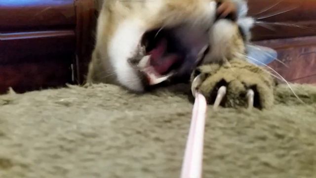 Страшнее кошки зверя нет смотреть онлайн