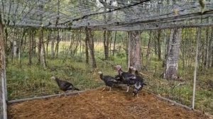 Дикая американская индейка в Тверской области