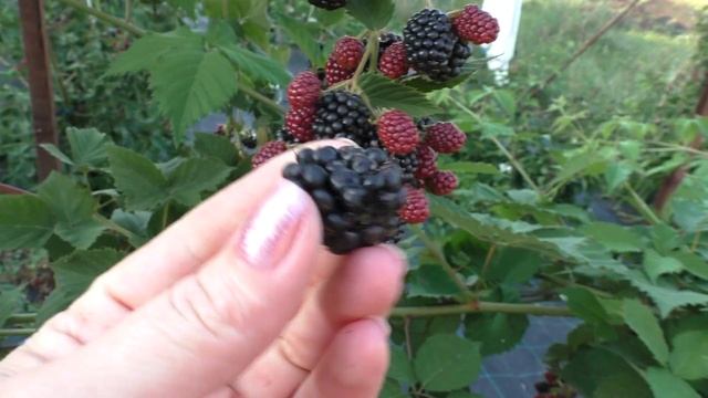 Торнфри, ежевика с шоколодным послевкусием смотреть онлайн