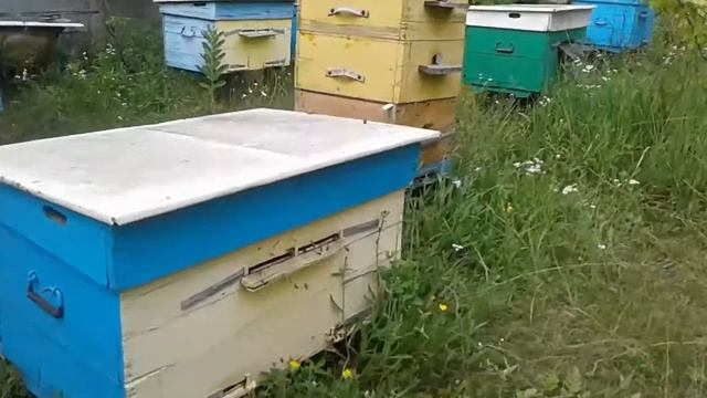 Пчелы на даче. Украинская степная пчела. Битва пчел за урожай смотреть онлайн