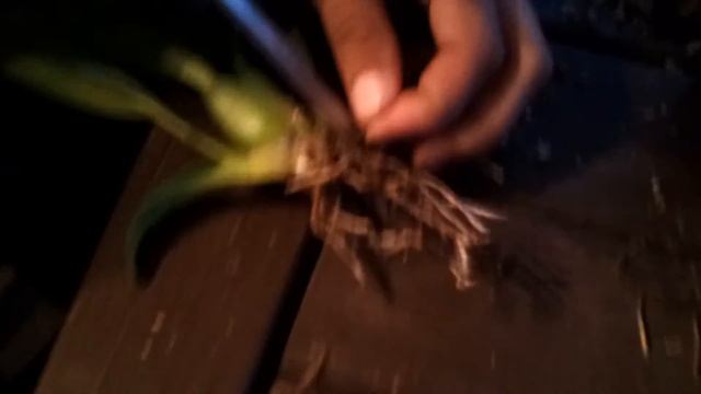 Orchids: Re-potting My Oncidium "Sweet Sugar" смотреть онлайн