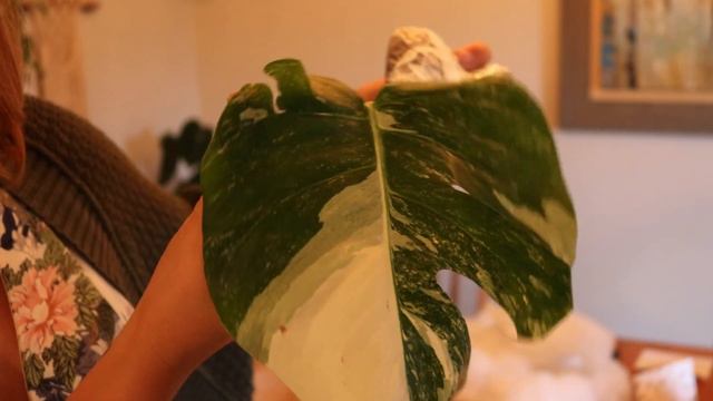 My Heart Shaped Leaves Variegated Monstera Give Away Unboxing! смотреть онлайн