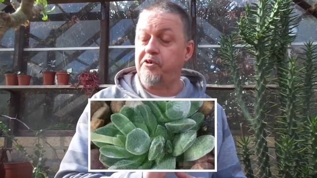 Echeverias 1 - Starting the Collection (Crassulaceae 1) смотреть онлайн