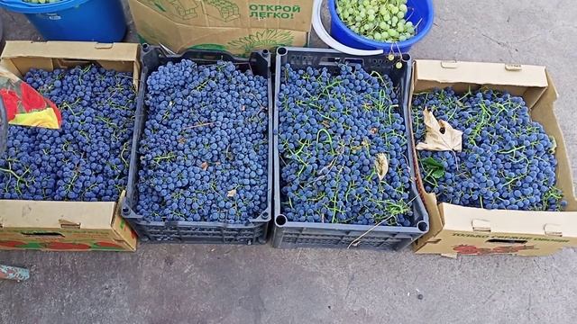 Башкирский виноград, сорт Карагай Вторая часть смотреть онлайн