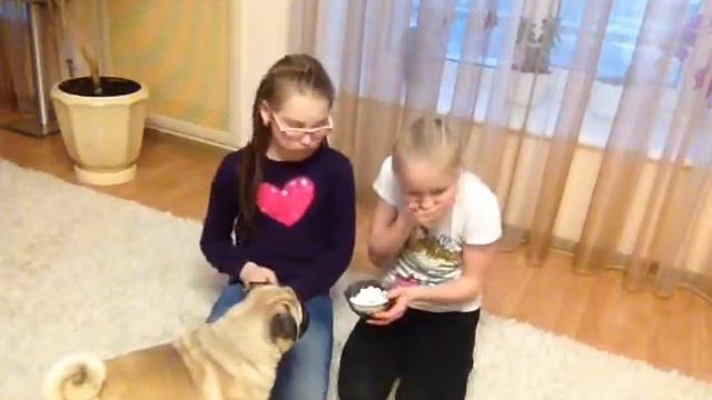 Чаппи - бани !!! Дурачки с собакой ☺️😅😆😄😄 смотреть онлайн