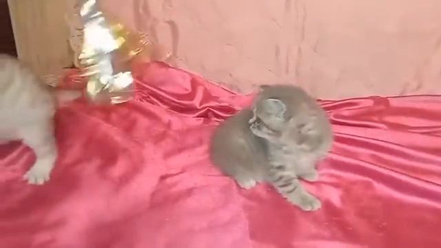 шотландские котята - продажа смотреть онлайн