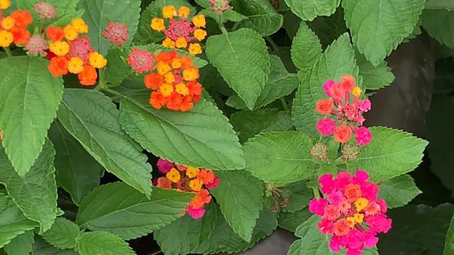 3 Sun Loving Annuals Every Yard Needs! Purple Fountain Grass, Lantana, Mint Julep Geraniums смотреть онлайн