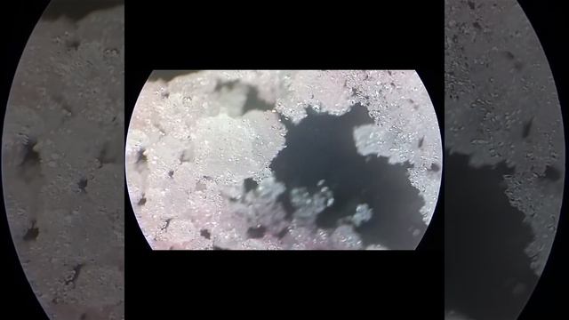 КИСЕЛЬ В БРИКЕТЕ УВЕЛИЧИЛИ ПОД ЭЛЕКТРОННЫМ МИКРОСКОПОМ #youtubevideo #underthemicroscope