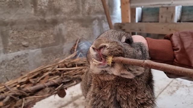 Саблезубые кролики! Стоматология и прививка кролей. смотреть онлайн