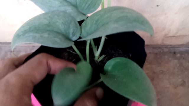 Scindapsus Pictus Silver Cloud