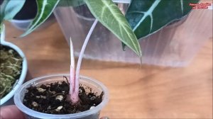 КАК ВЫРАСТИТЬ ДЕТКИ АЛОКАЗИИ из КЛУБНЯ⁉️